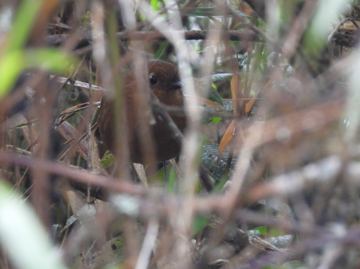 Chachapoyas Antpitta - ML639617826