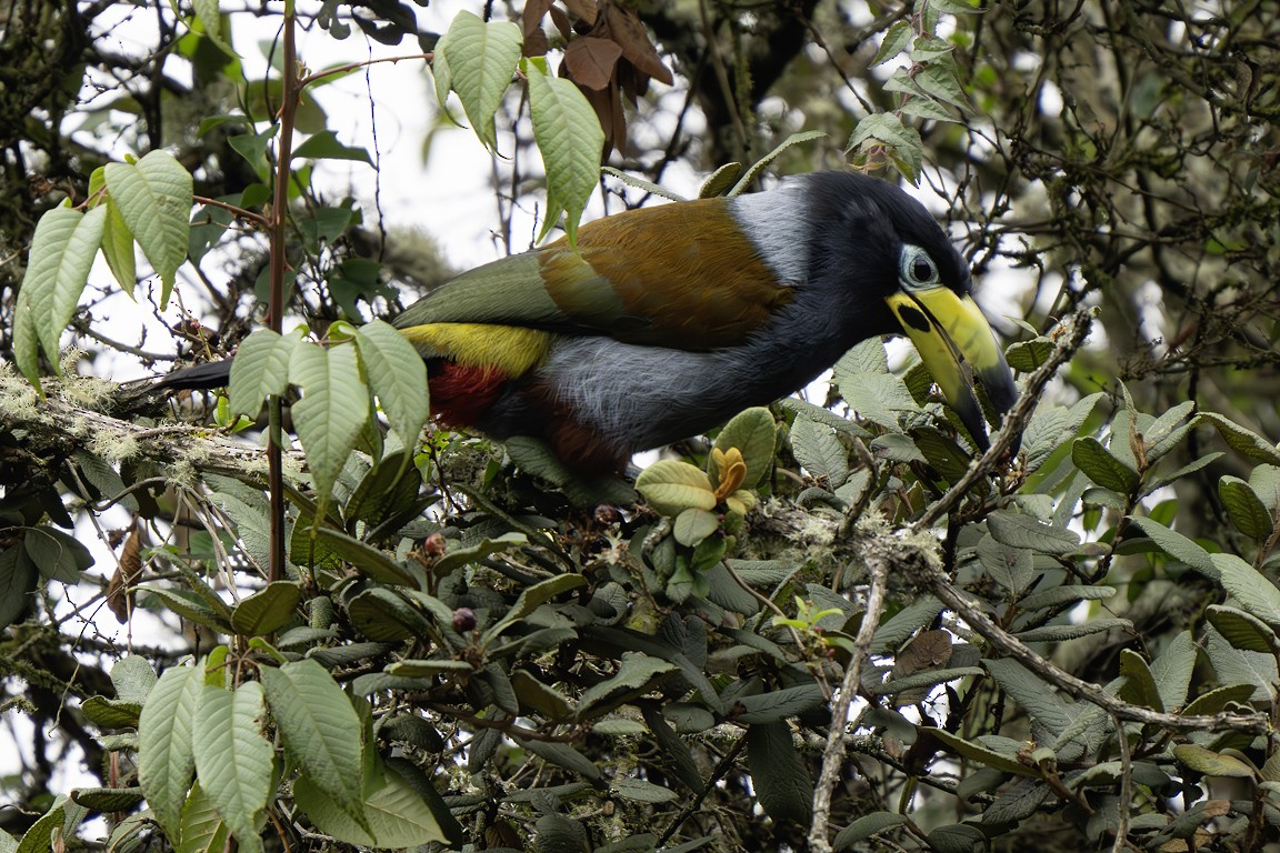 Toucan à capuchon - ML639617828