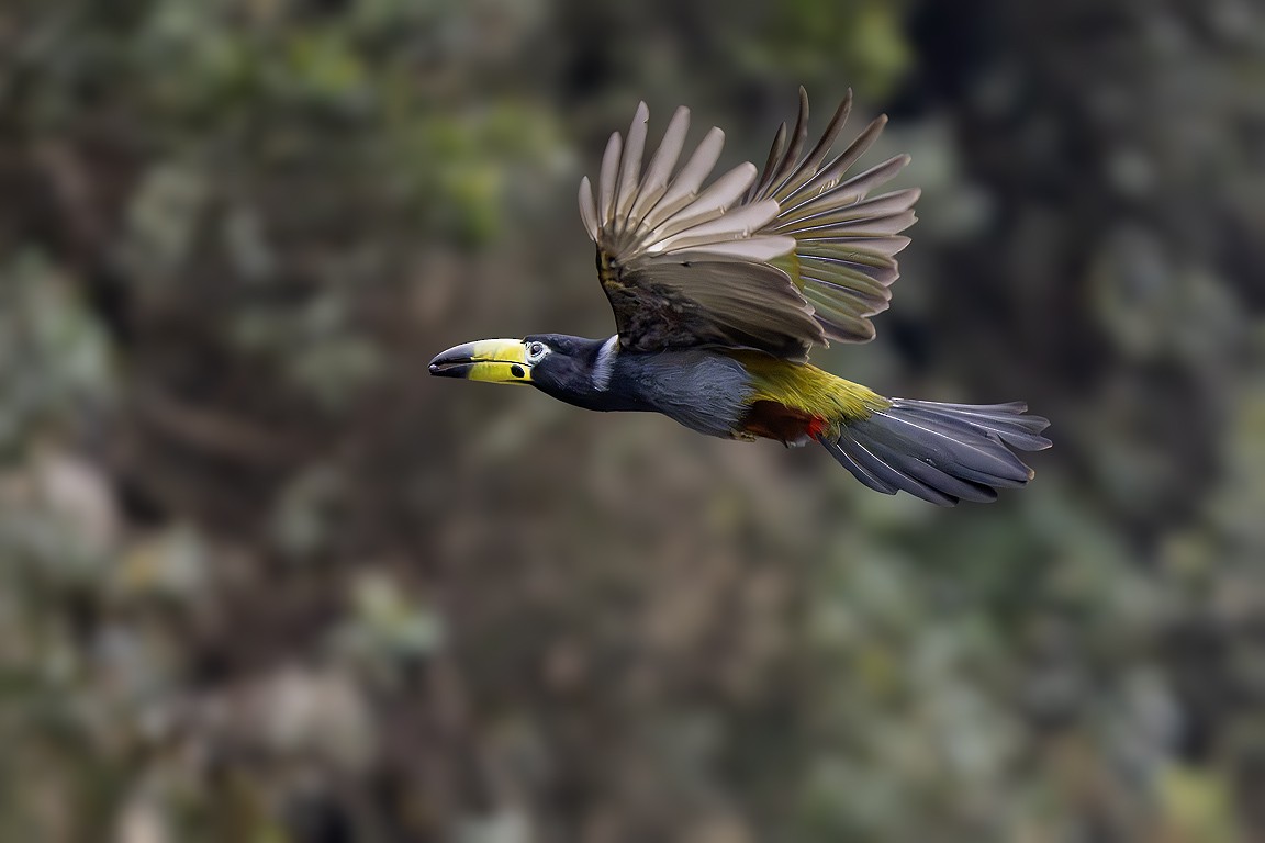 Toucan à capuchon - ML639617830