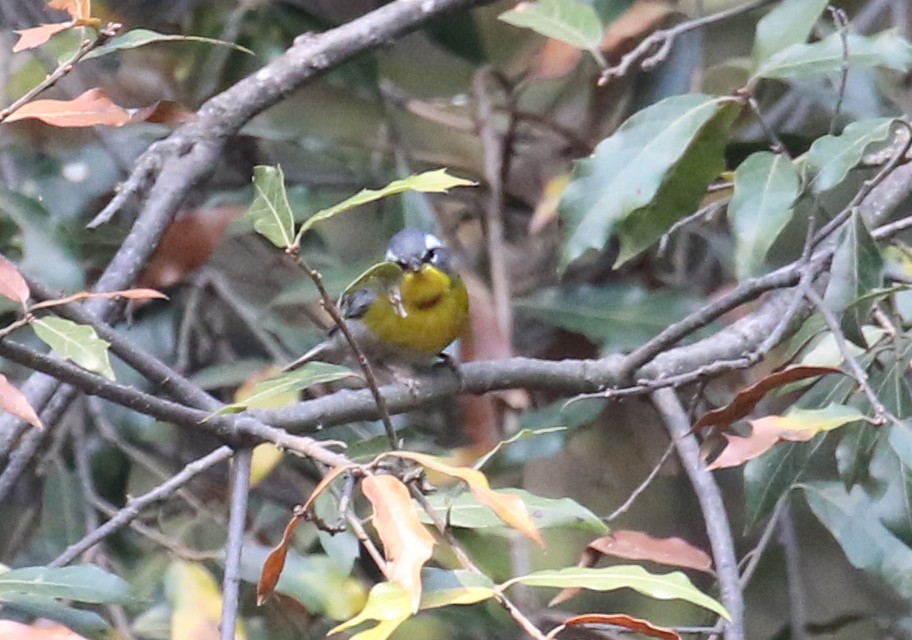 Crescent-chested Warbler - ML639617889