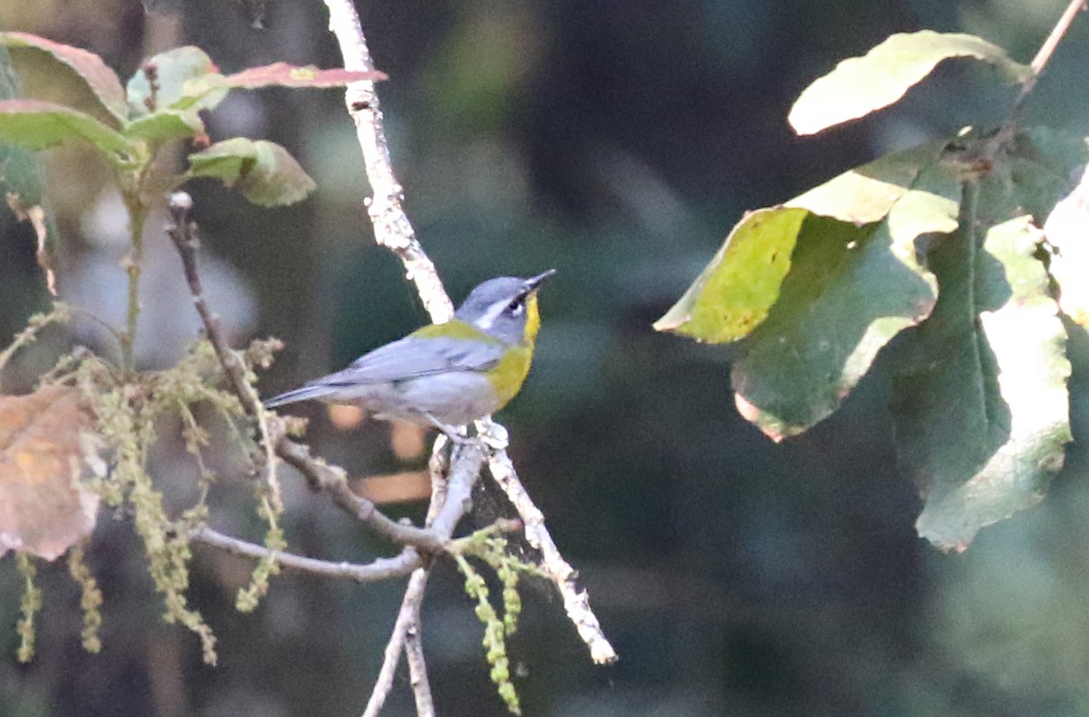 Crescent-chested Warbler - ML639617897