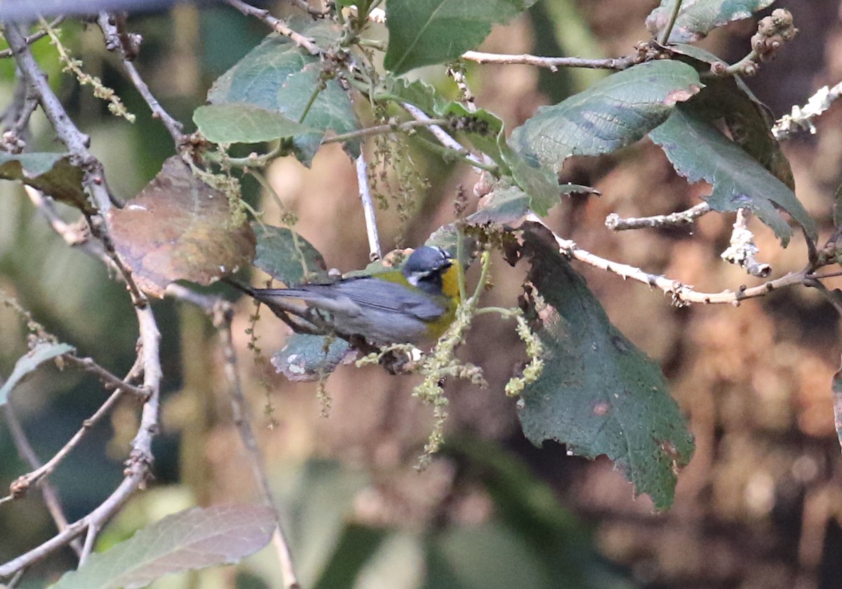 Crescent-chested Warbler - ML639617900