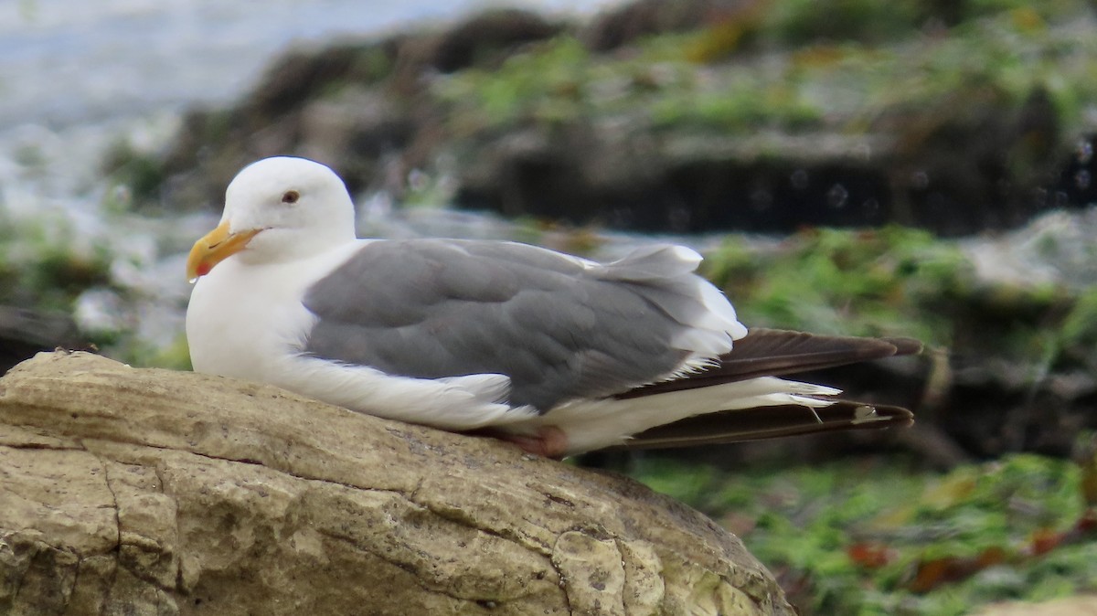 Western Gull - ML639617912