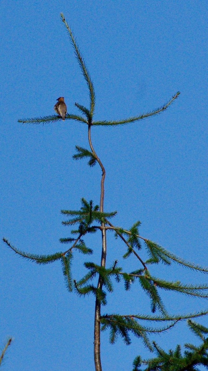 Cedar Waxwing - ML639617934