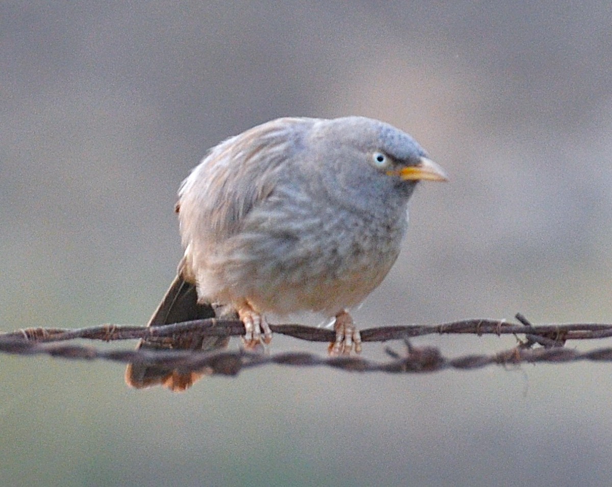 Jungle Babbler - Anul Manwar