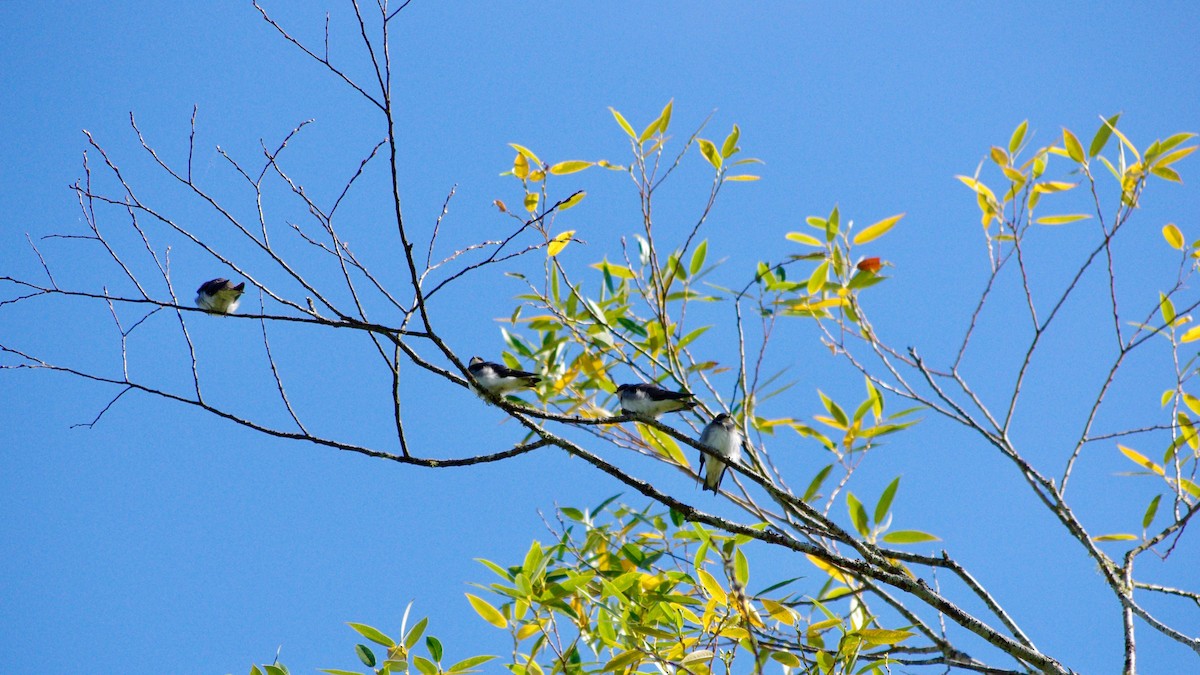 Tree Swallow - ML639617976
