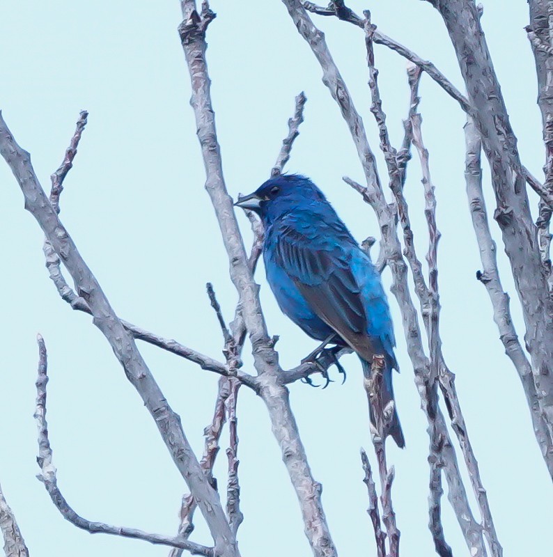 Indigo Bunting - ML639617997