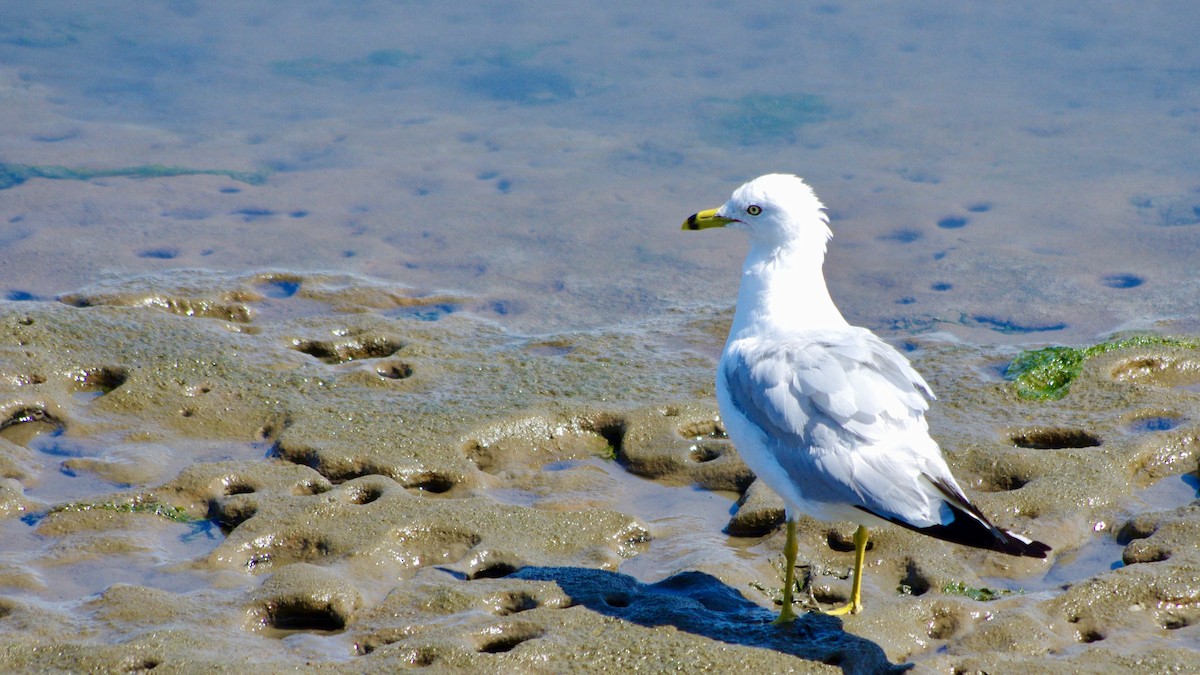 Ring-billed Gull - ML639618006