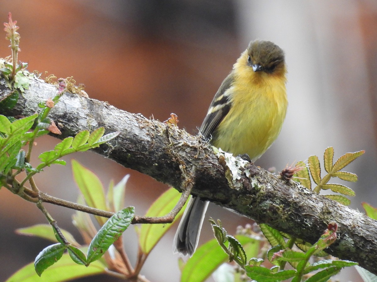 Ochraceous-breasted Flycatcher - ML639618012
