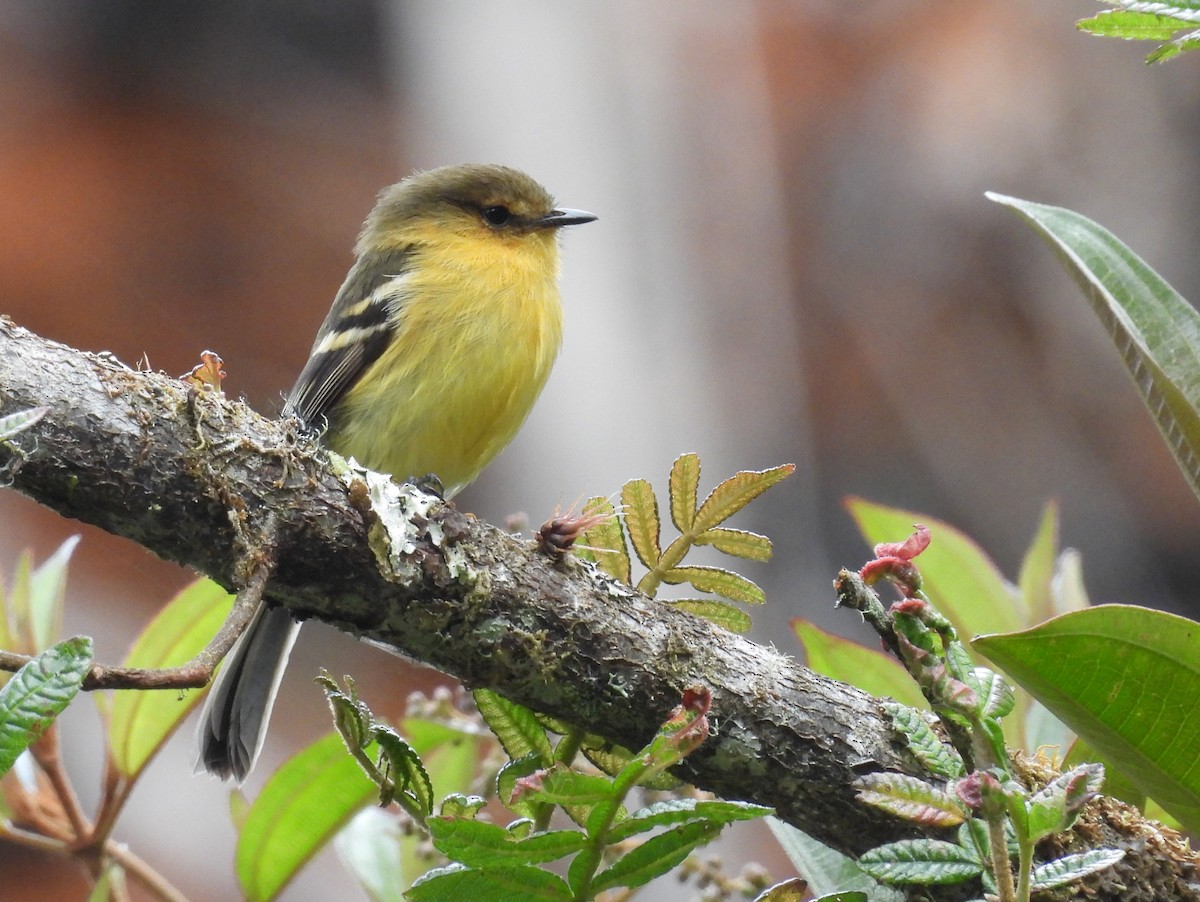 Ochraceous-breasted Flycatcher - ML639618013