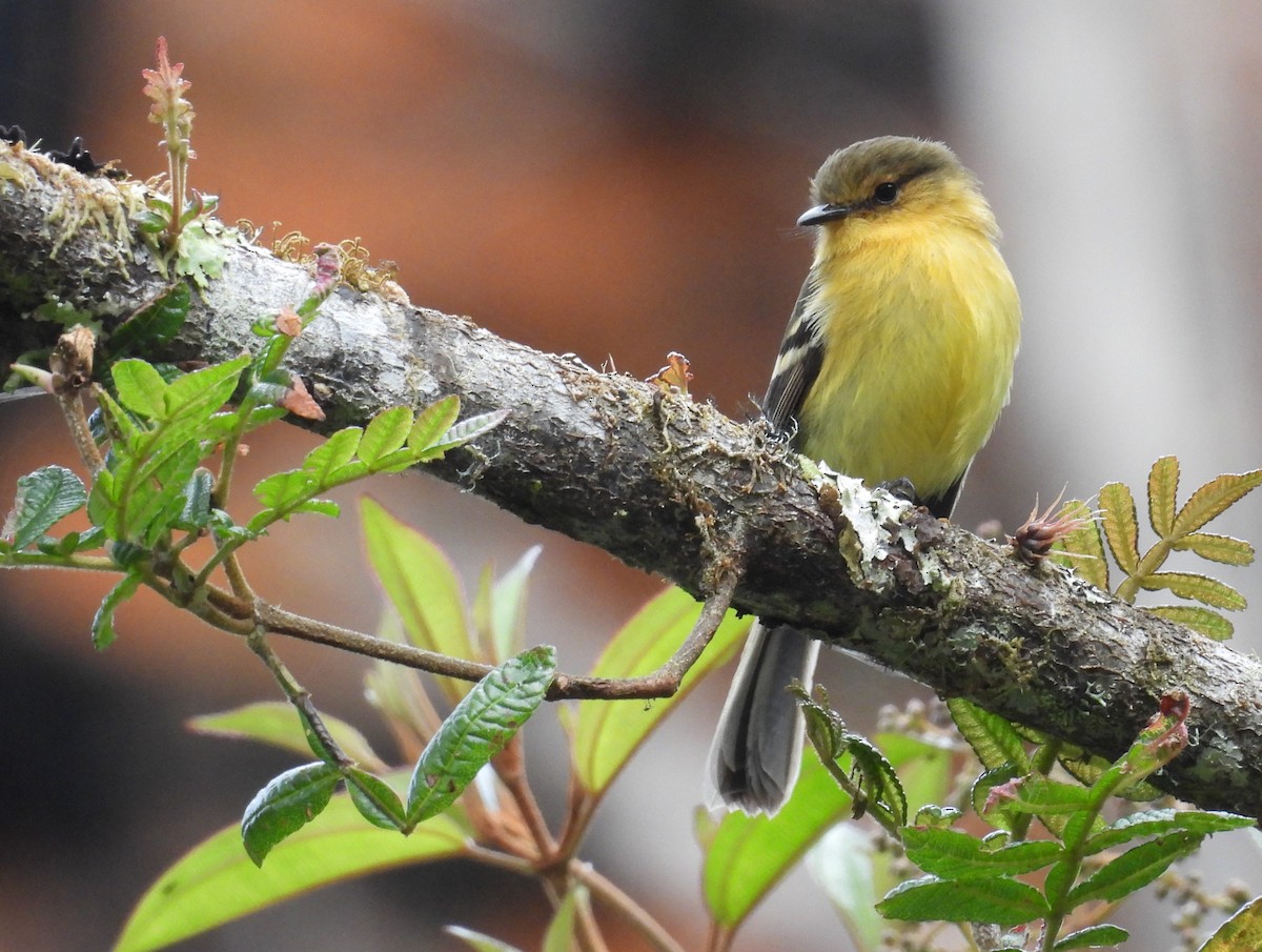 Ochraceous-breasted Flycatcher - ML639618014