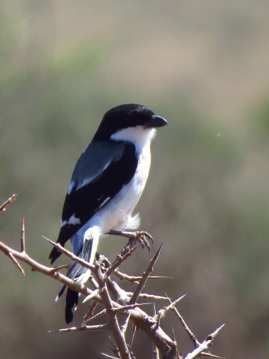 Taita Fiscal - ML639618042