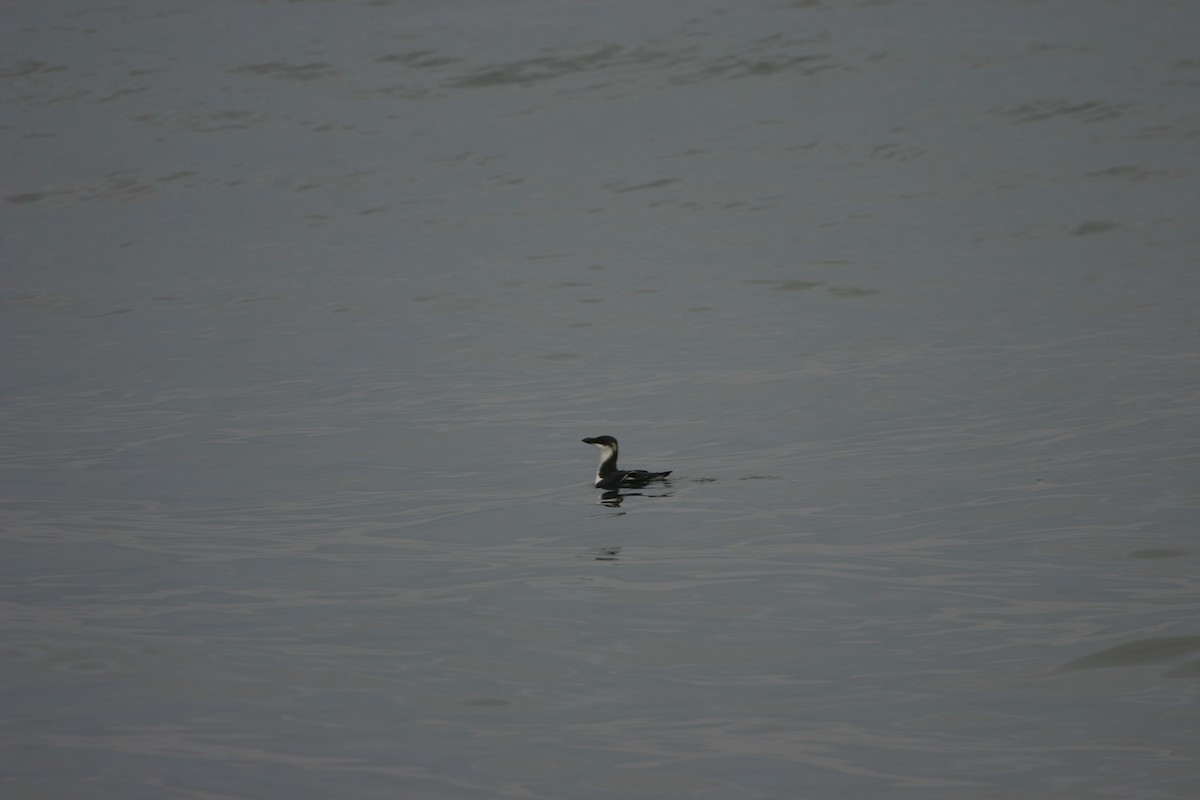 Razorbill - ML639618045