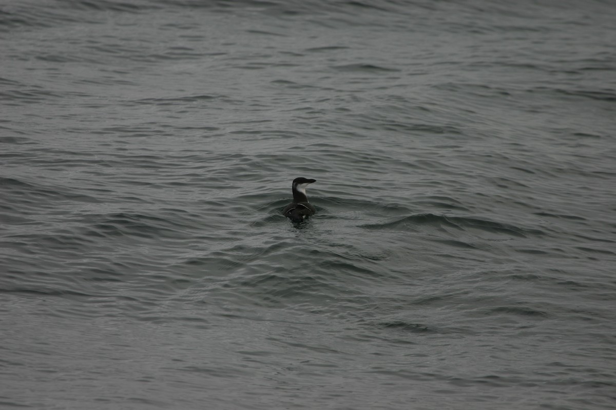 Razorbill - ML639618046