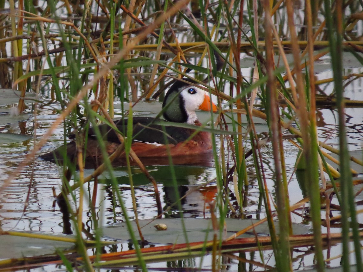 African Pygmy-Goose - ML639618048