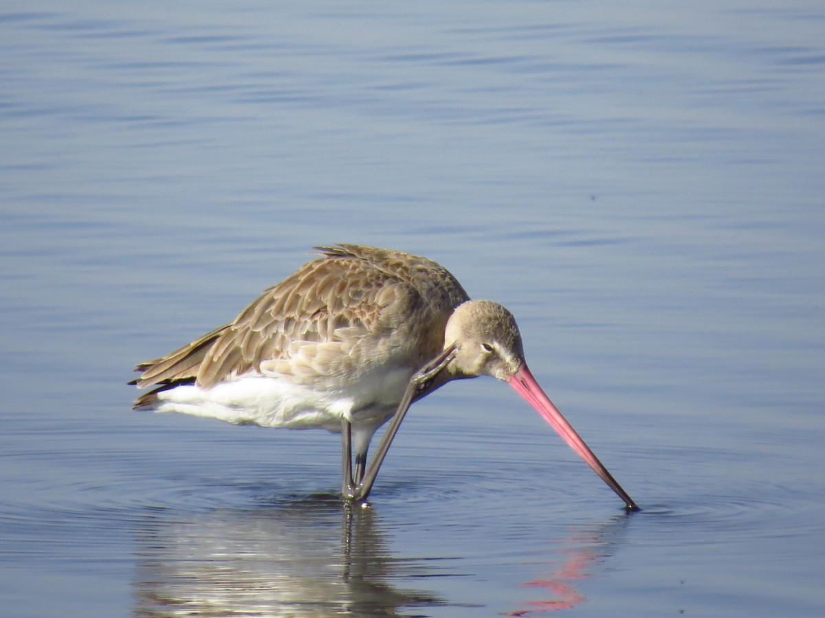 Black-tailed Godwit - ML639618060