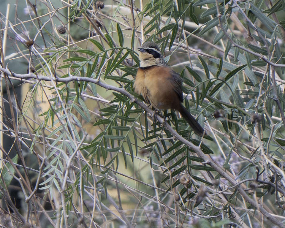 Olive-crowned Crescentchest - ML639618076