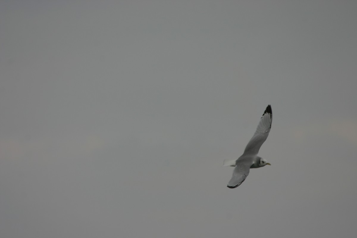 Гурван хуруут цахлай - ML639618088