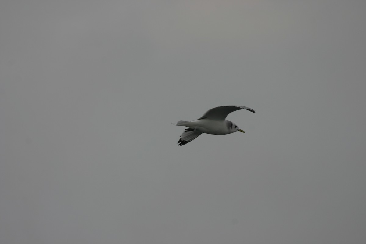 Гурван хуруут цахлай - ML639618089