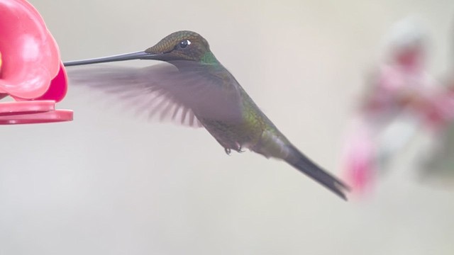 Sword-billed Hummingbird - ML639618107