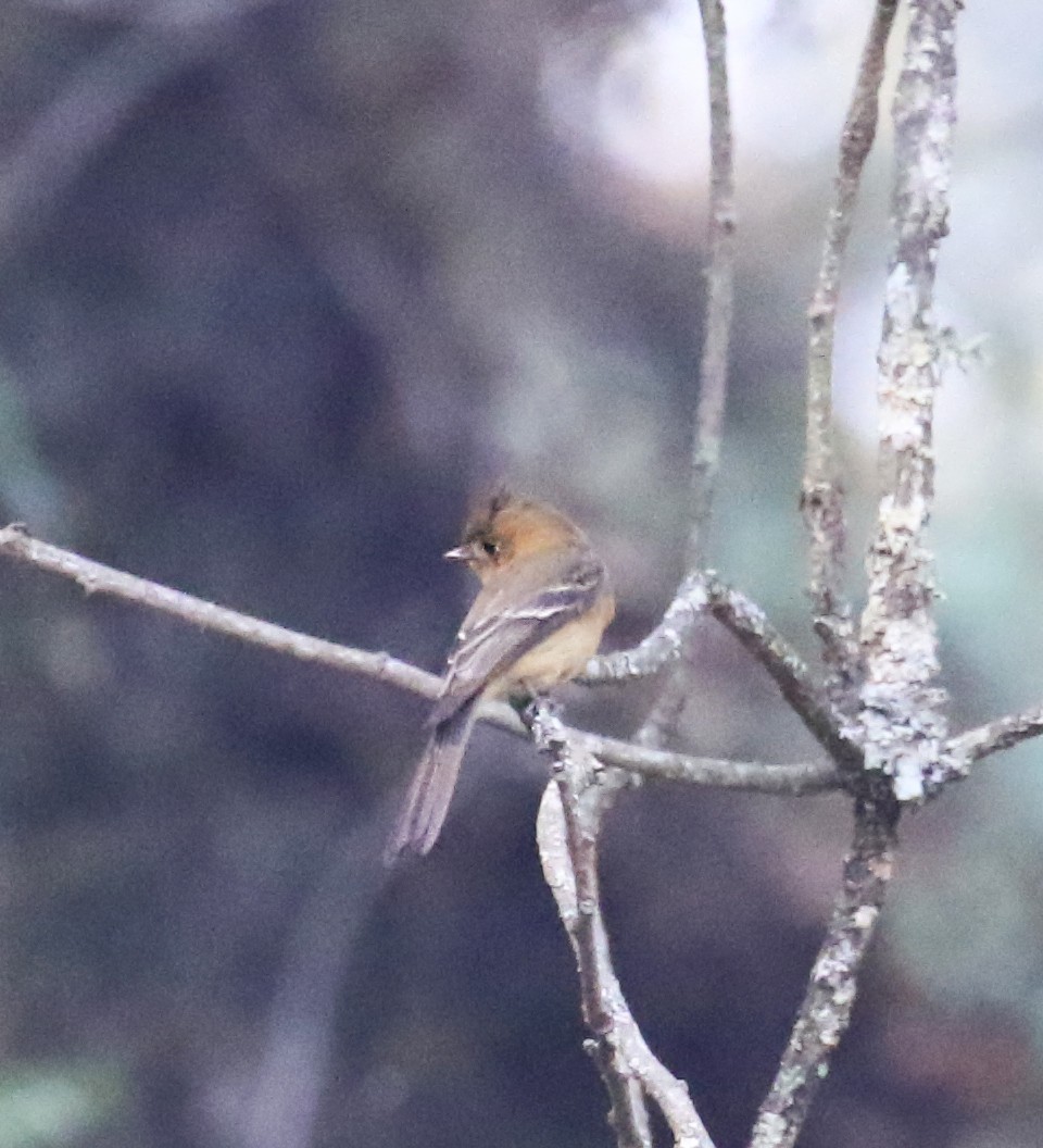 Tufted Flycatcher - ML639618117