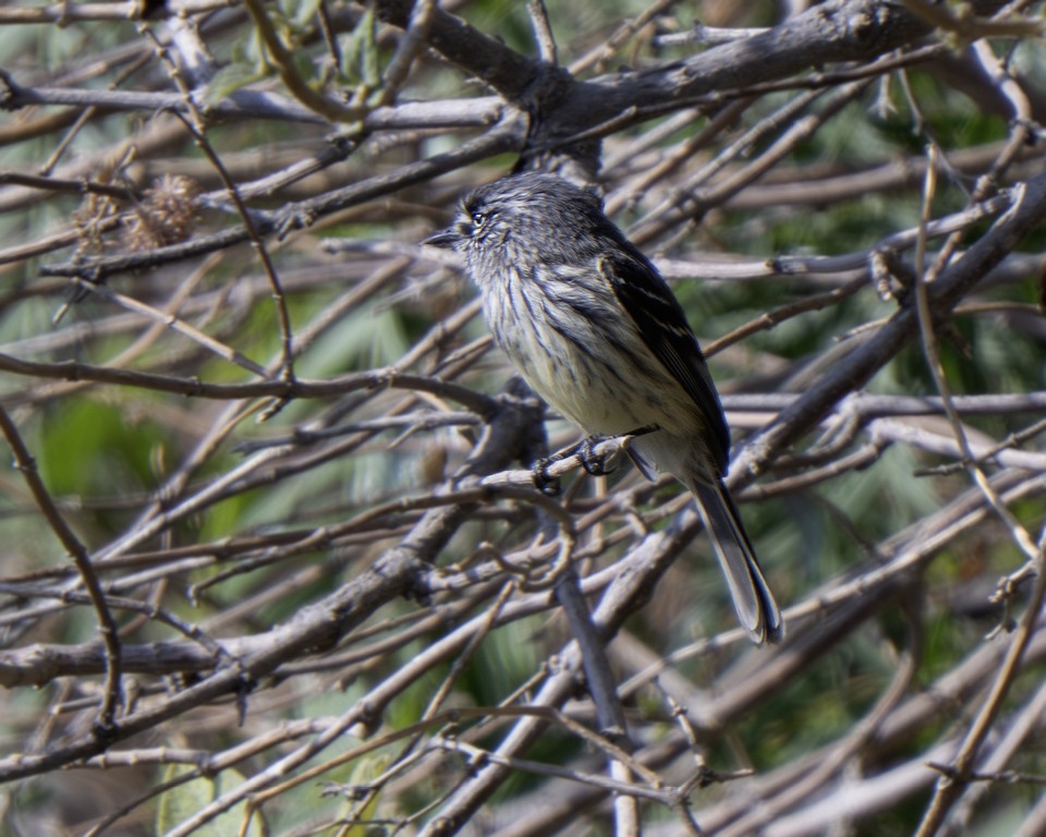 Tufted Tit-Tyrant - ML639618151