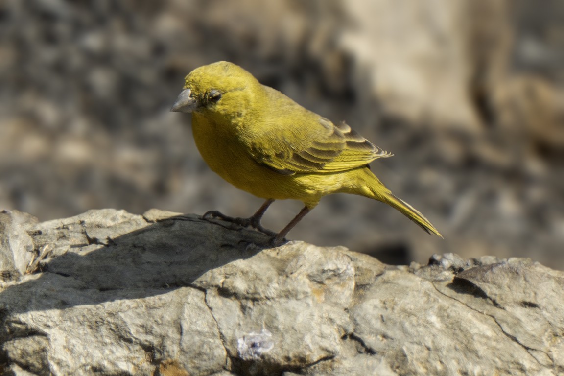 Puna Yellow-Finch - ML639618176