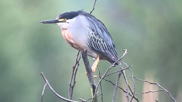 volavka proměnlivá (ssp. striata) - ML639618210