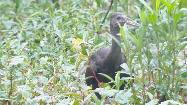 Bare-faced Ibis - ML639618219