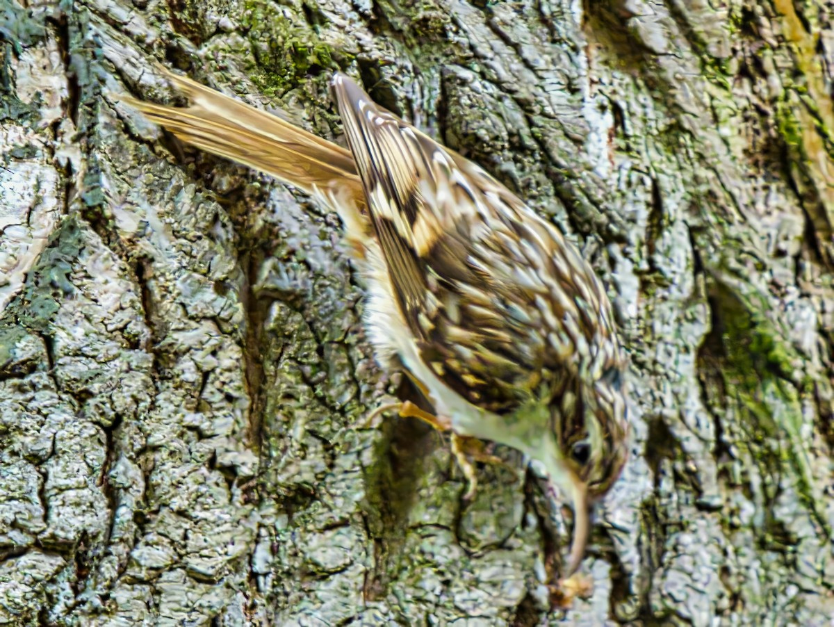 Short-toed Treecreeper - ML639618221