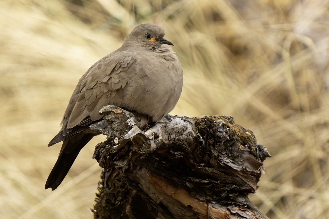 Black-winged Ground Dove - ML639618235