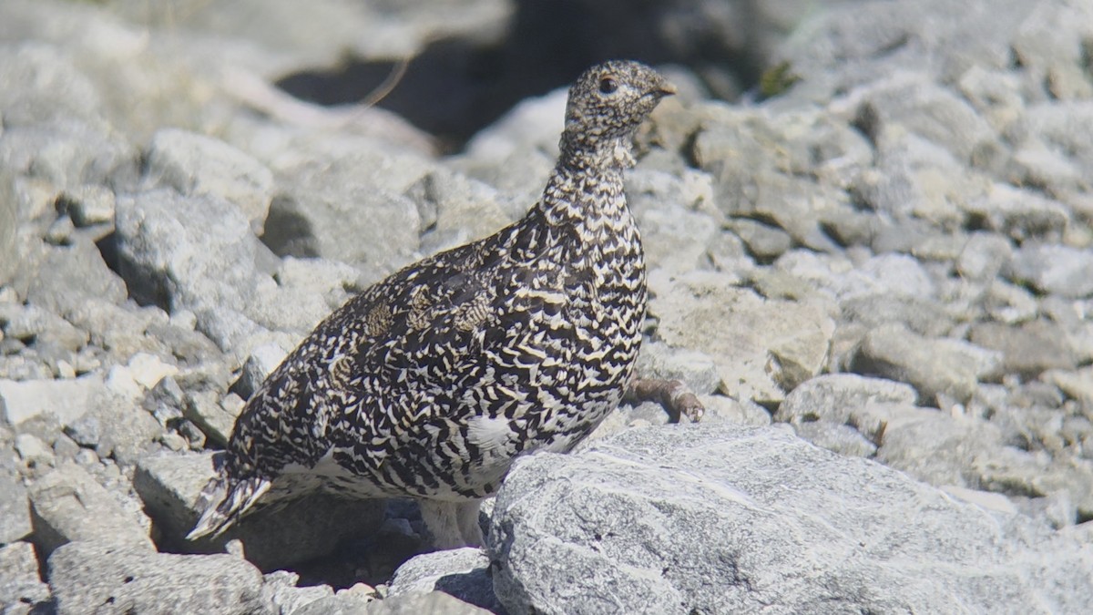 White-tailed Ptarmigan - ML639618236