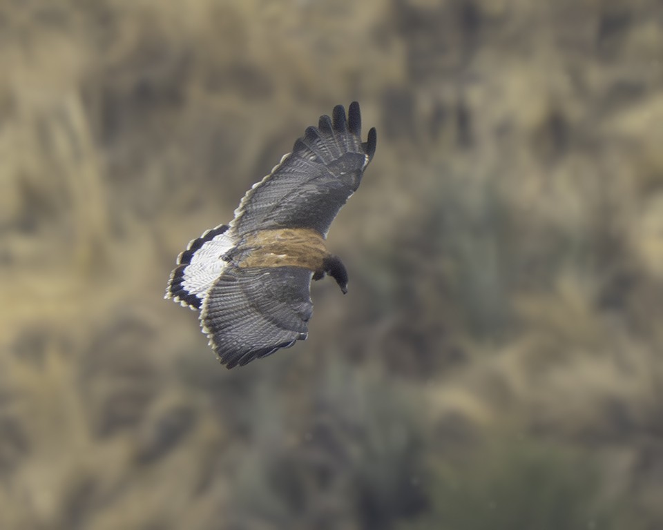 Variable Hawk - ML639618242