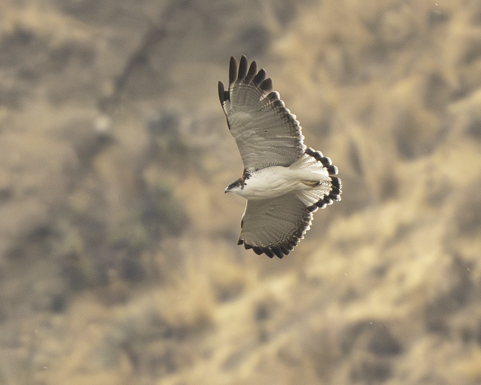 Variable Hawk - ML639618245