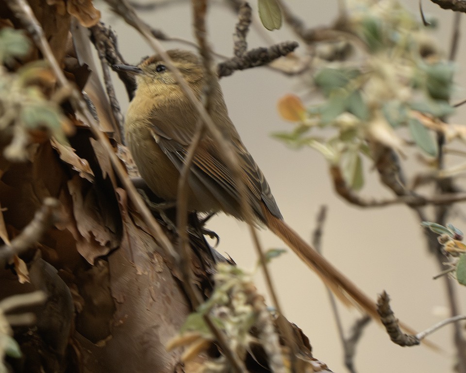 Tawny Tit-Spinetail - ML639618255