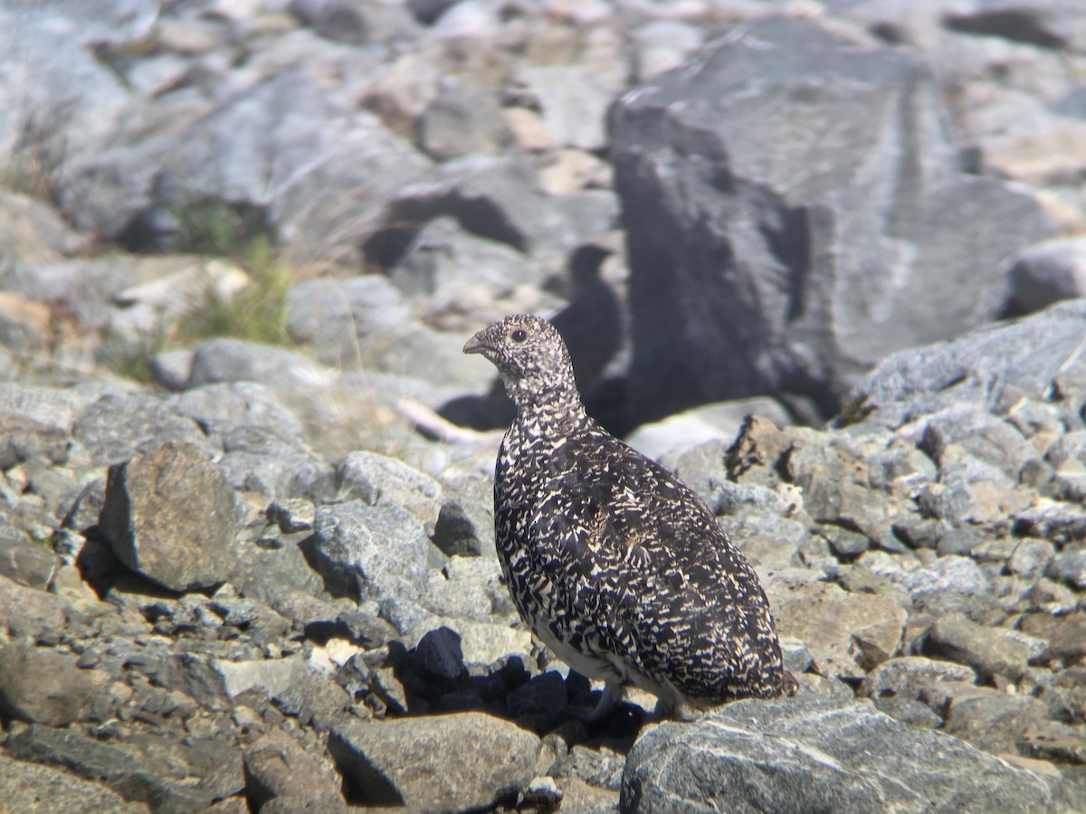 White-tailed Ptarmigan - ML639618264