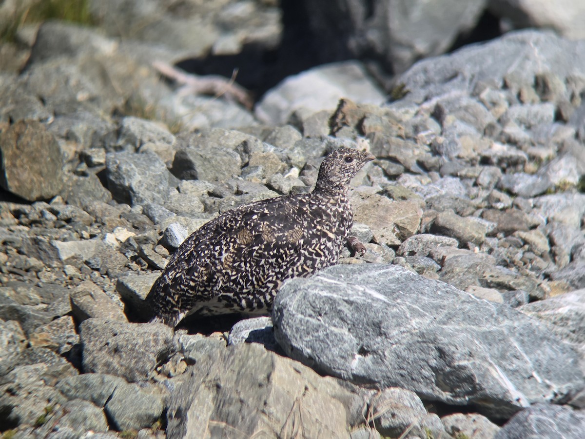White-tailed Ptarmigan - ML639618265