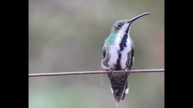 Black-throated Mango - ML639618316
