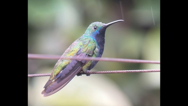 Black-throated Mango - ML639618349