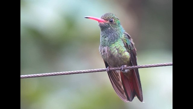 Rufous-tailed Hummingbird - ML639618388