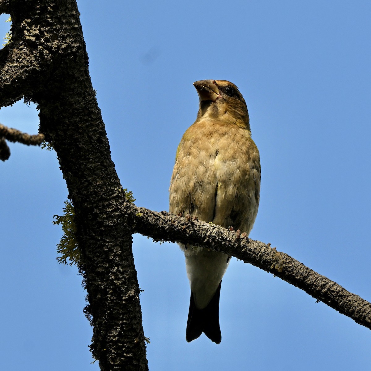 Evening Grosbeak - ML639618395