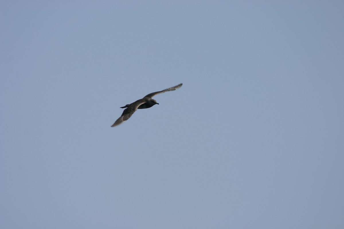 Long-tailed Jaeger - ML639618422