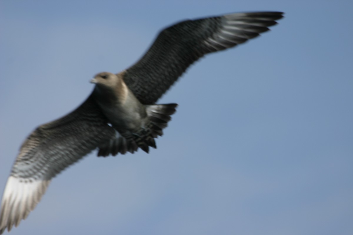 Long-tailed Jaeger - ML639618424