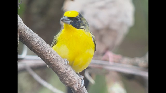 Thick-billed Euphonia - ML639618432