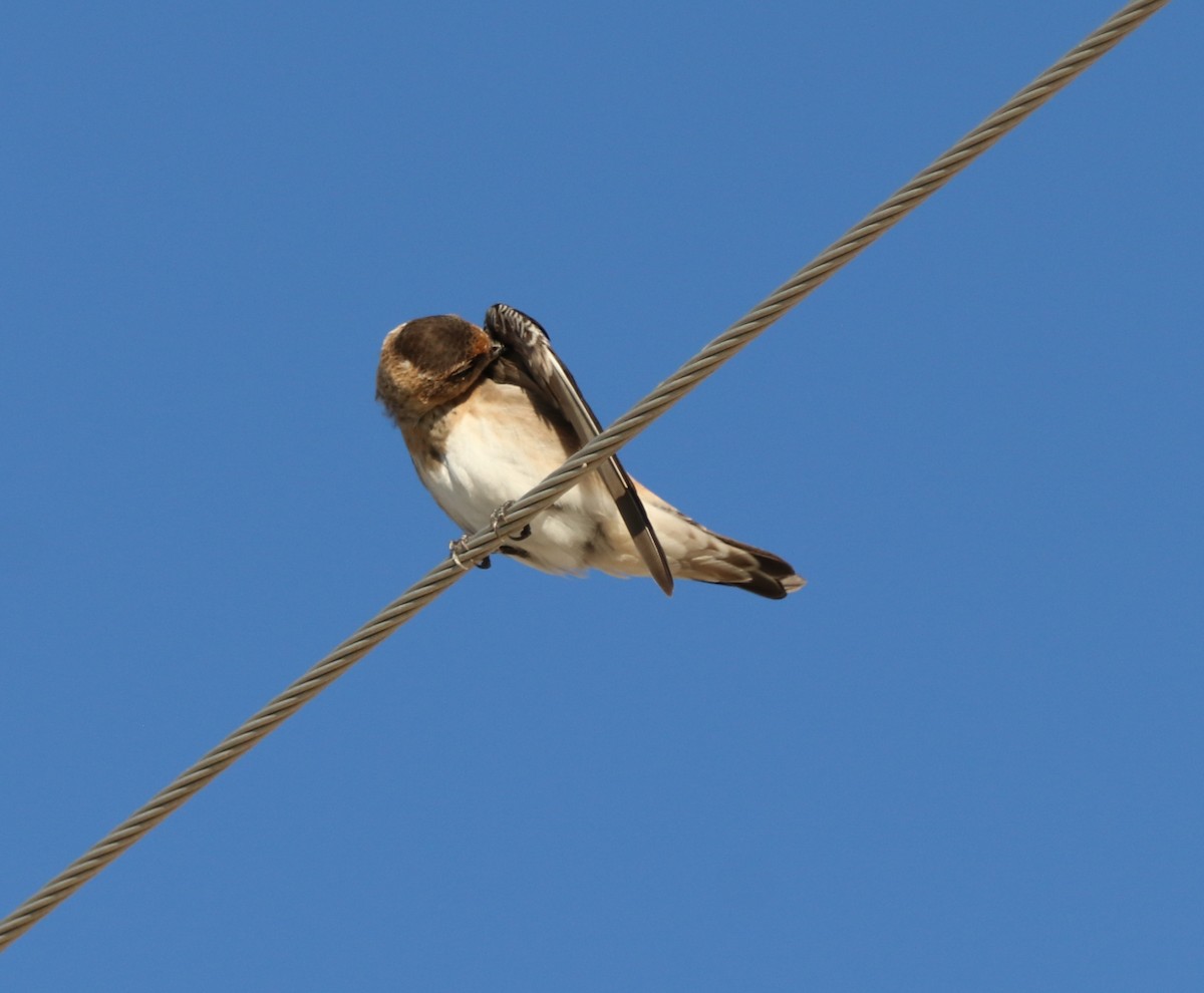 Hirondelle à front brun - ML639618448