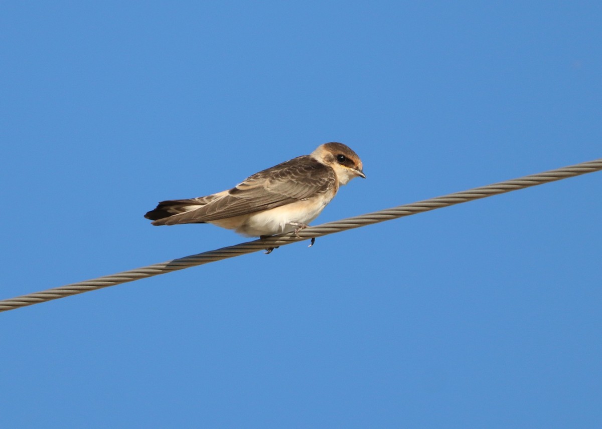 Hirondelle à front brun - ML639618449
