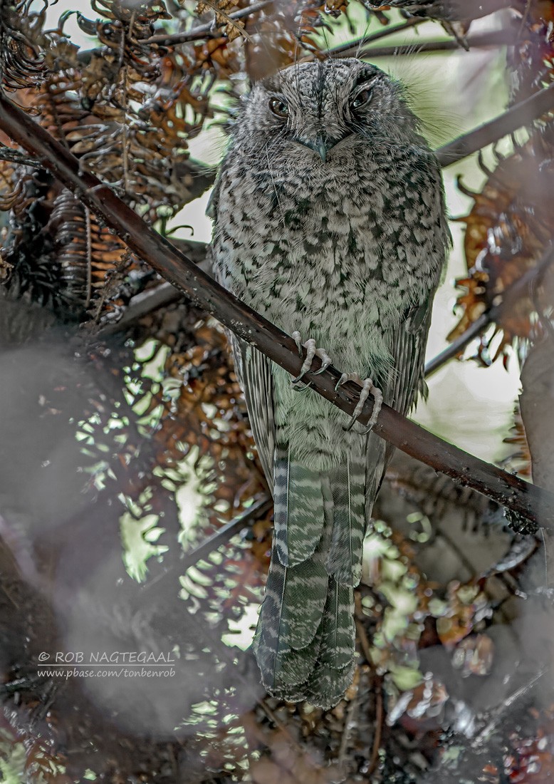 Mountain Owlet-nightjar - ML639618485