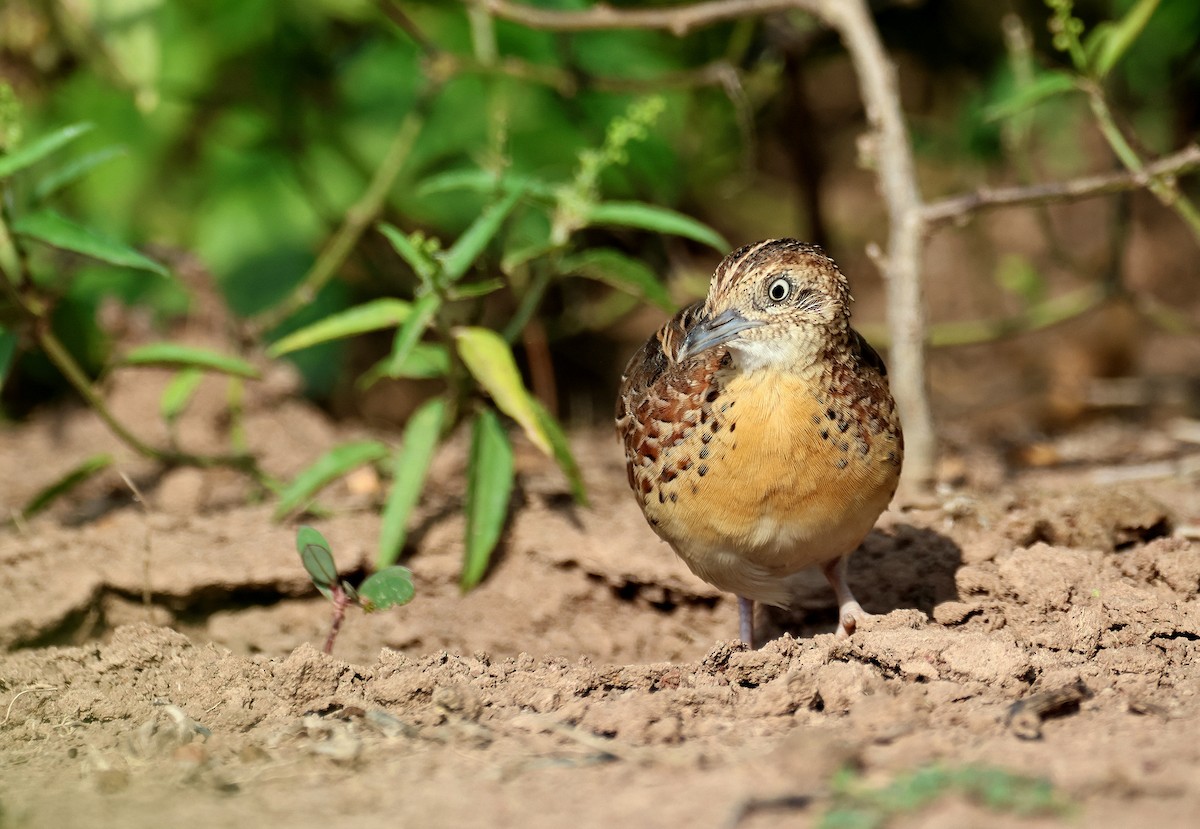 Small Buttonquail - ML639618498
