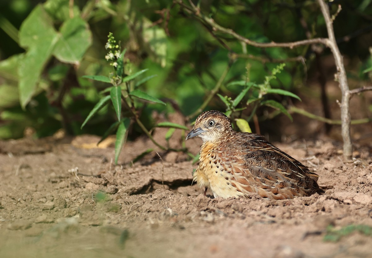 Small Buttonquail - ML639618499