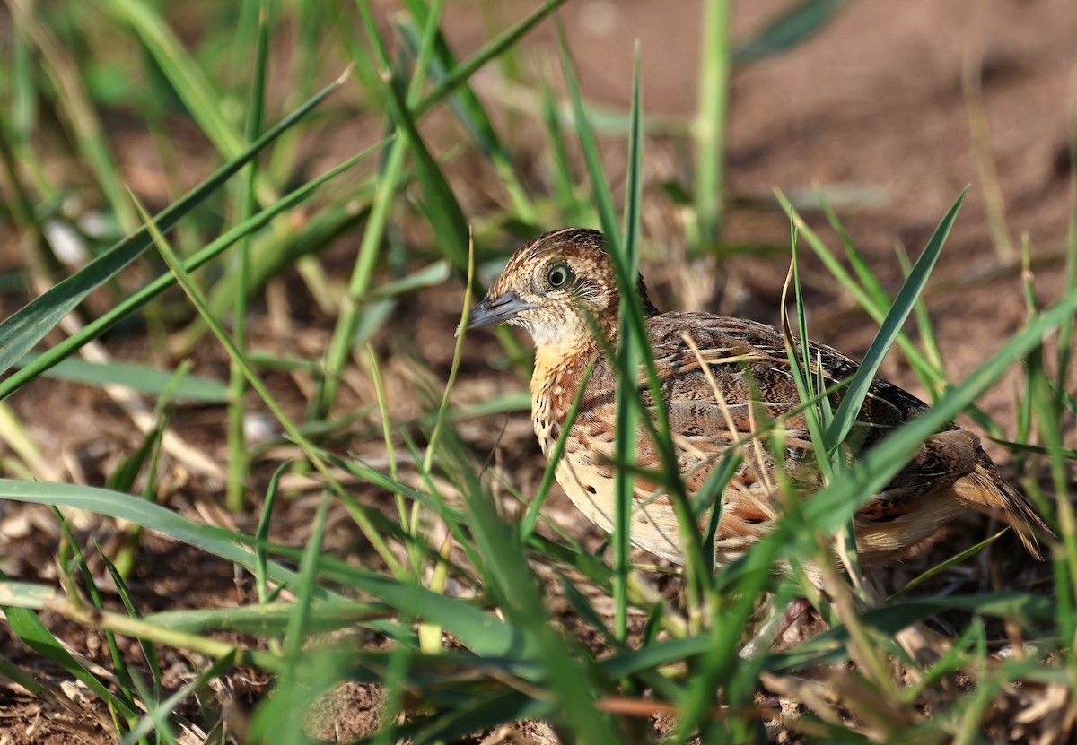 Small Buttonquail - ML639618500